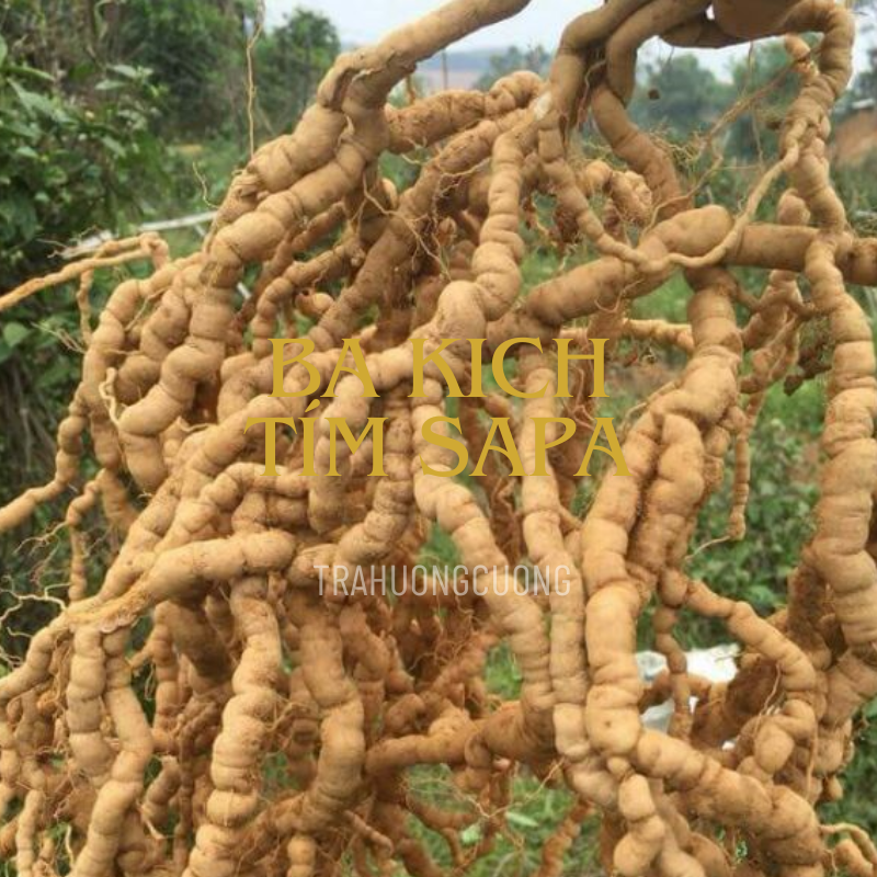 ba kich tim kho sapa 6