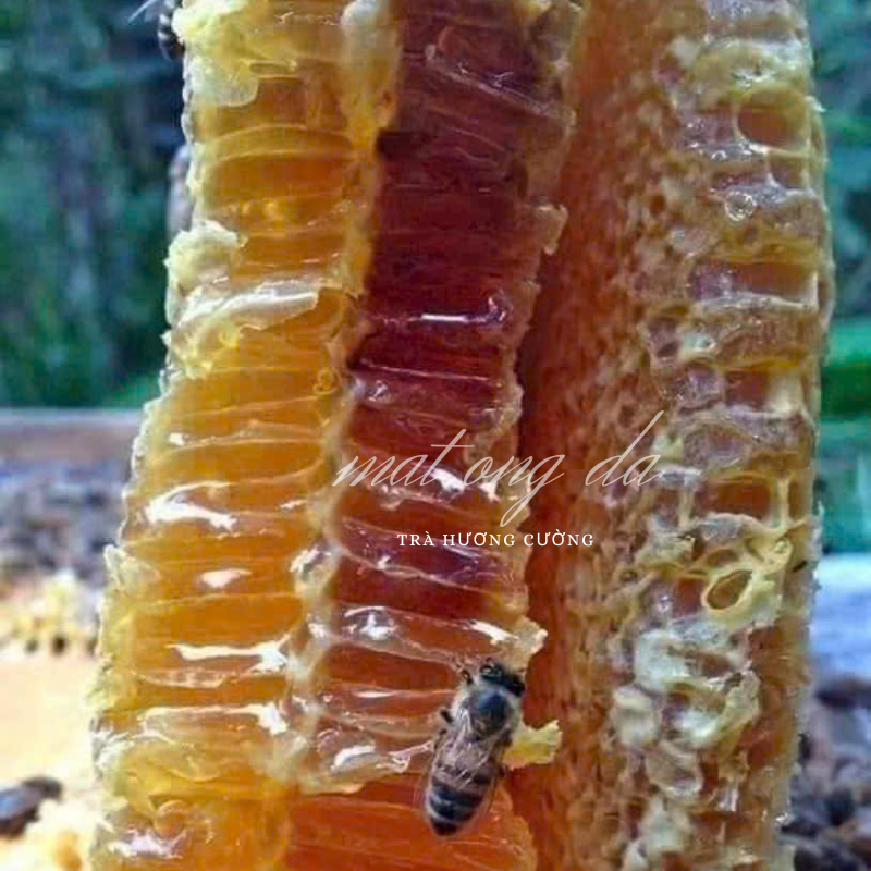 mat ong da rung 5